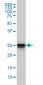 HMGB1 Antibody (monoclonal) (M08)